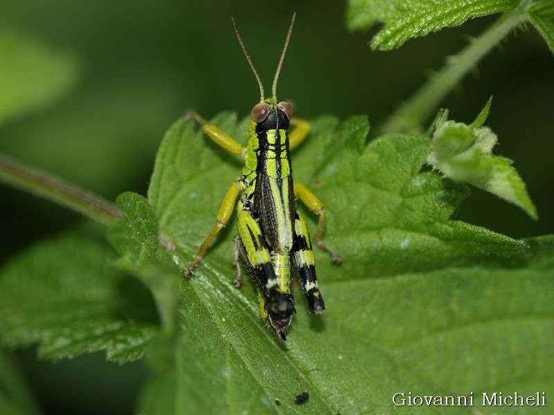 Acrididae: Miramella (Nadigella) formosanta, maschio